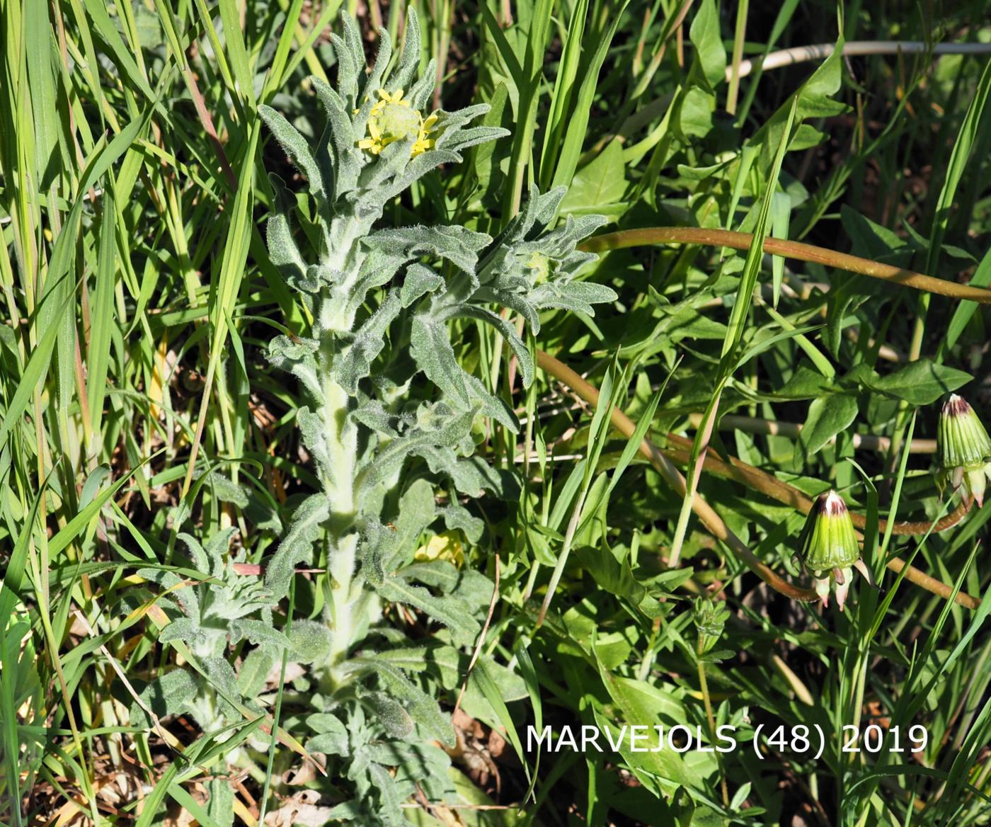 Fibigia plant